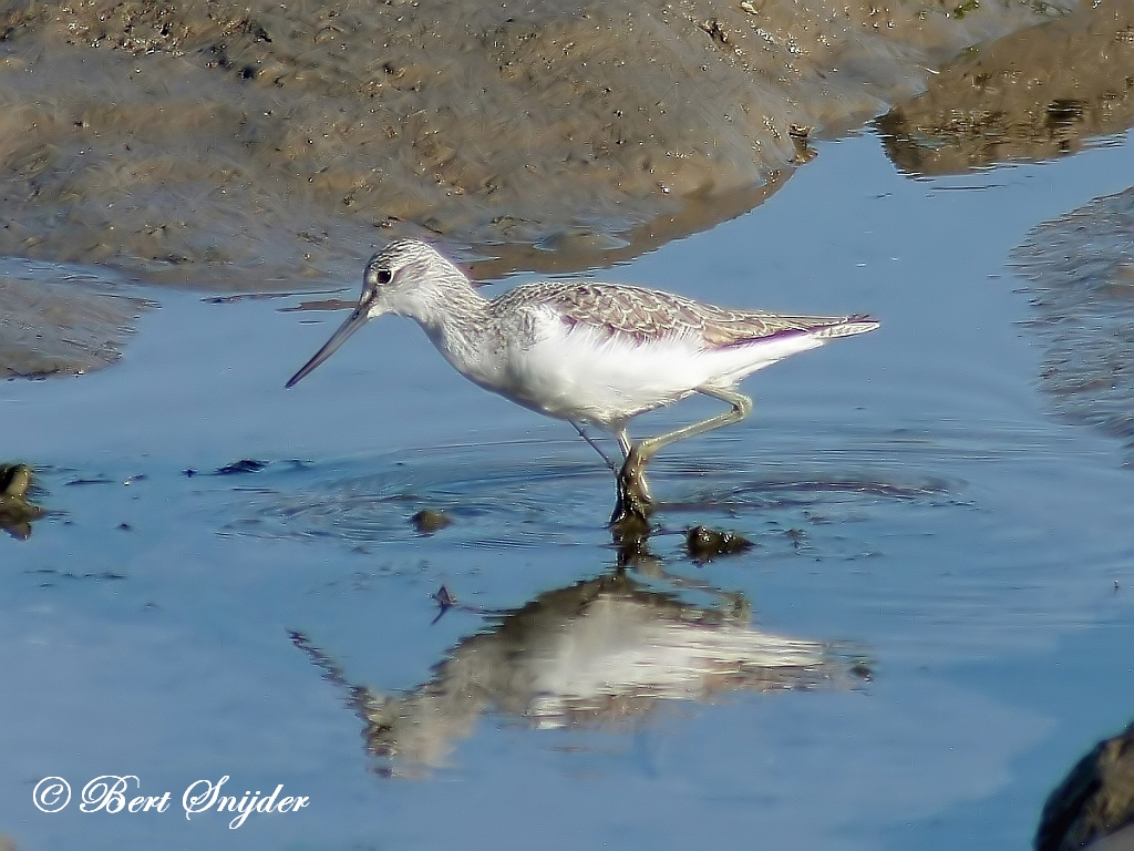 Greenshank Birding Portugal