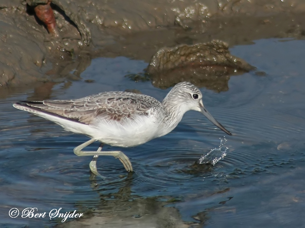 Greenshank Birding Portugal