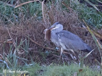 Grey Heron Birding Portugal