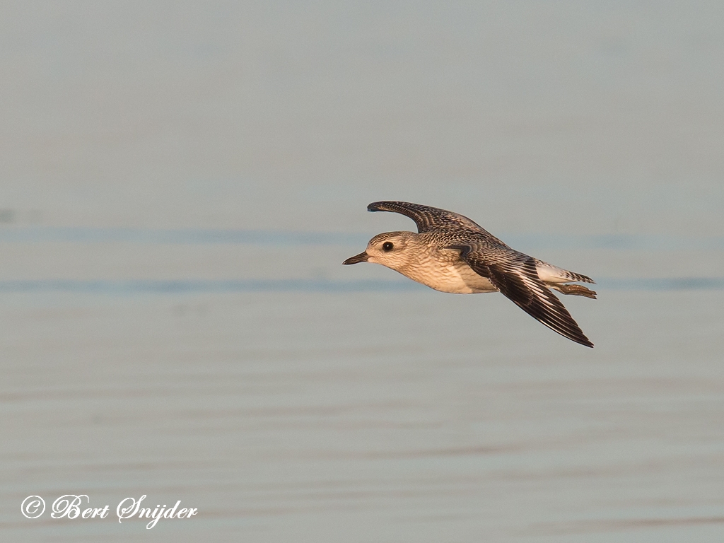 Grey Plover Birding Portugal