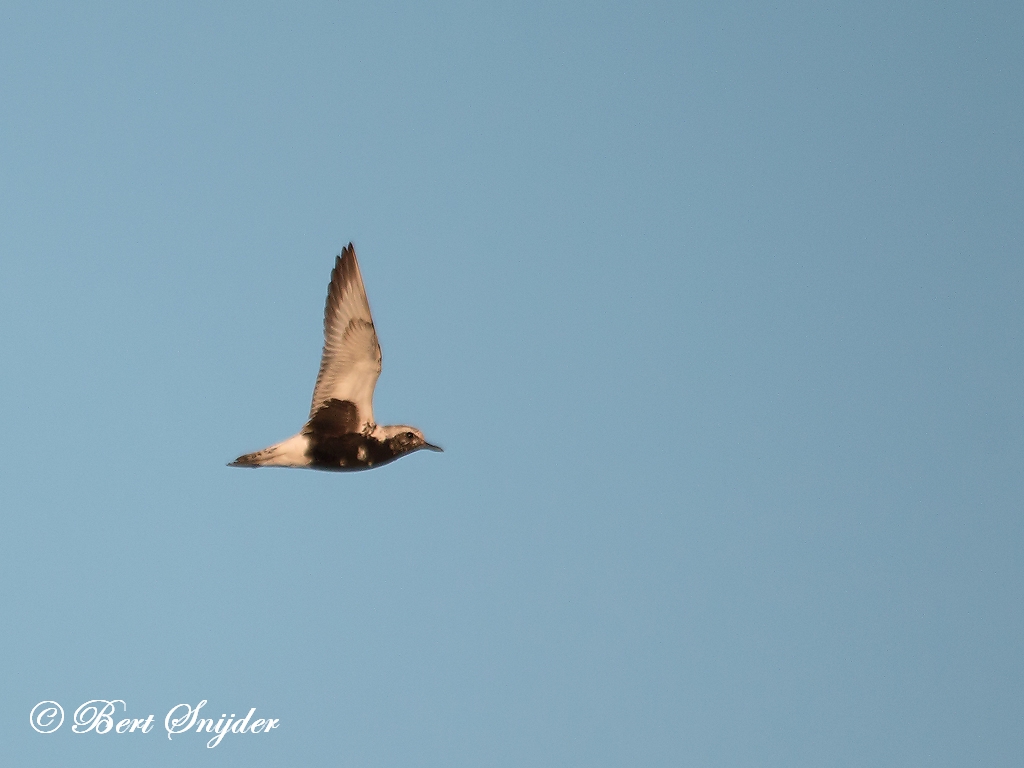 Grey Plover Birding Portugal