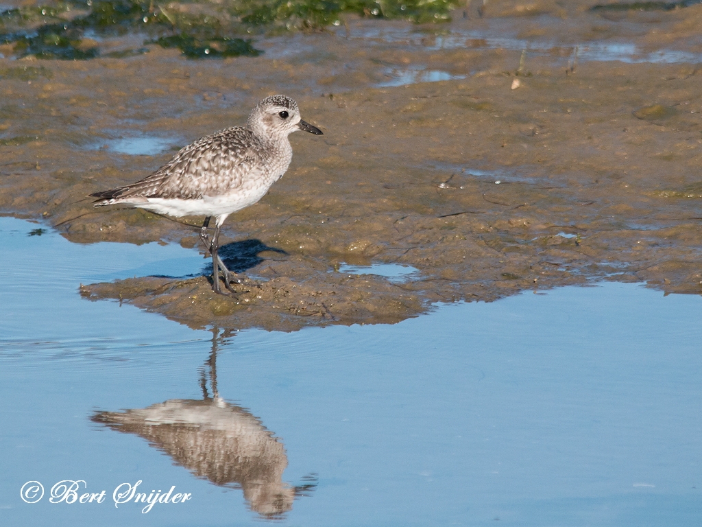 Grey Plover Birding Portugal