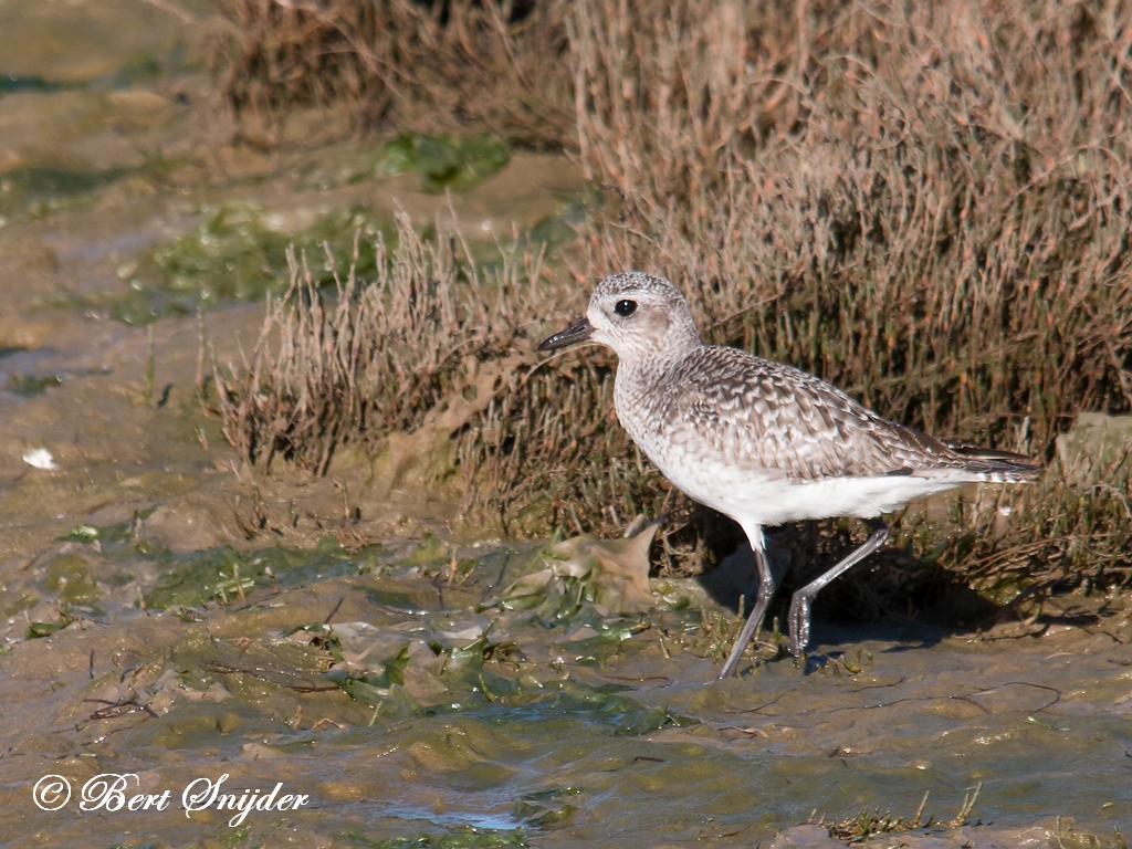 Grey Plover Birding Portugal