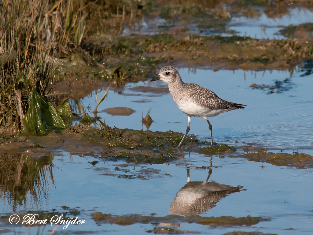 Grey Plover Birding Portugal