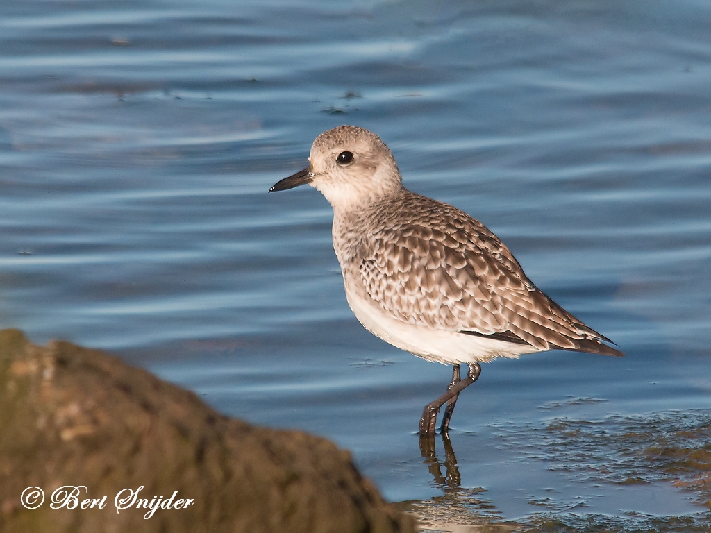 Grey Plover Birding Portugal