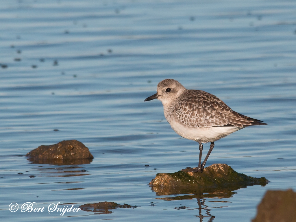 Grey Plover Birding Portugal