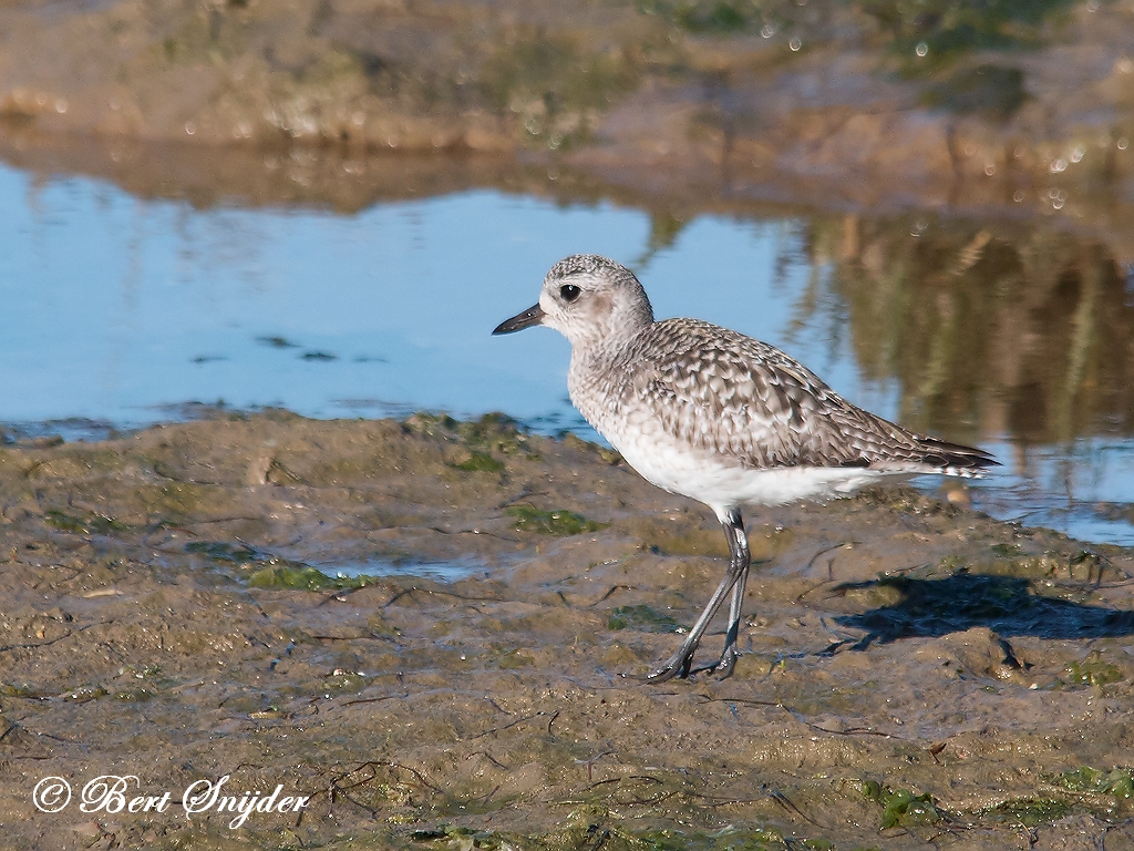 Grey Plover Birding Portugal