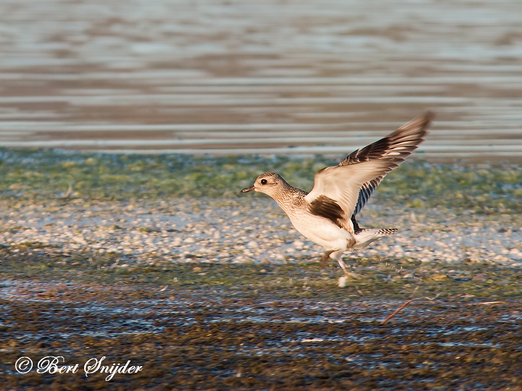 Grey Plover Birding Portugal