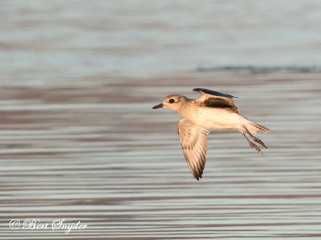 Grey Plover Birding Portugal