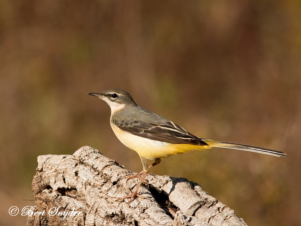 Grey Wagtail Birding Portugal