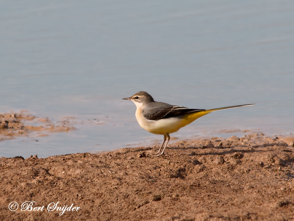 Grey Wagtail Birding Portugal