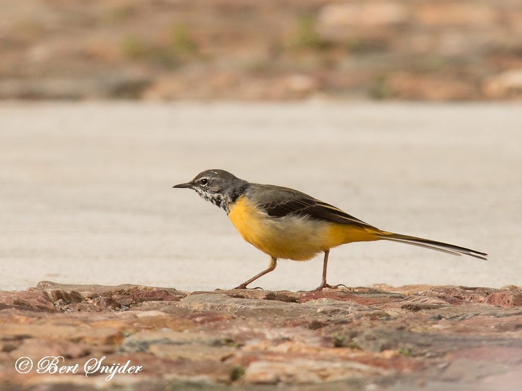 Grey Wagtail Birding Portugal