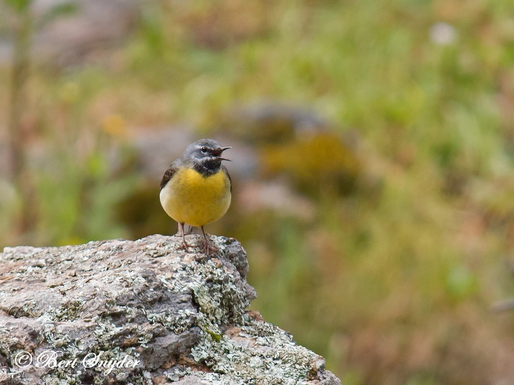 Grey Wagtail Birding Portugal