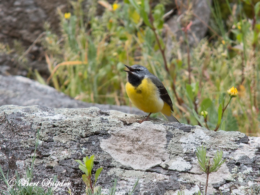 Grey Wagtail Birding Portugal