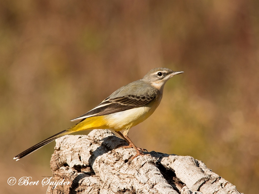 Grey Wagtail Birding Portugal