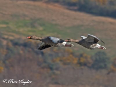 Greylag Goose Birding Portugal