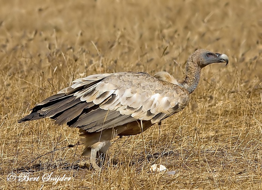 Griffon Vulture Birding Portugal