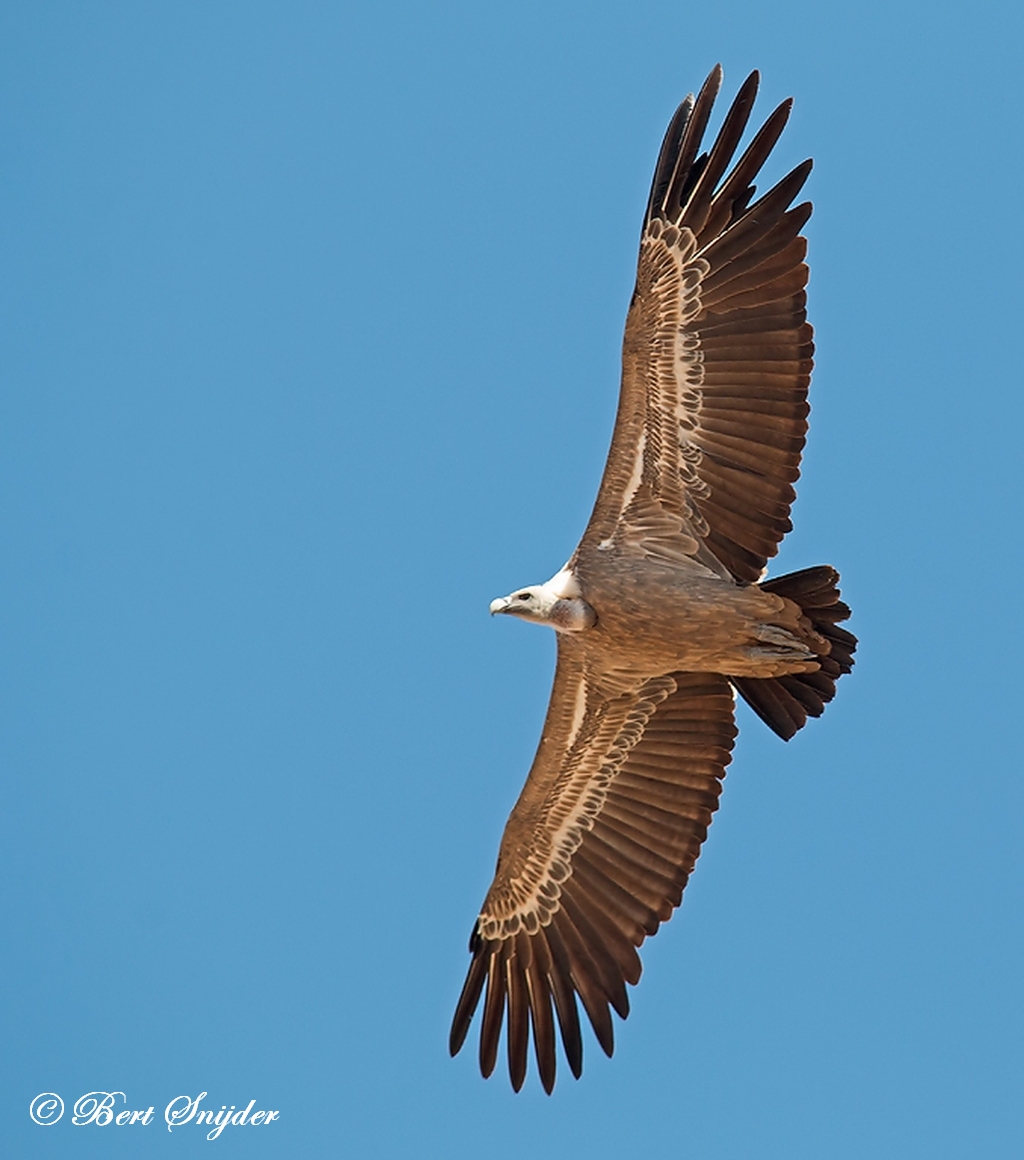 Griffon Vulture Birding Portugal