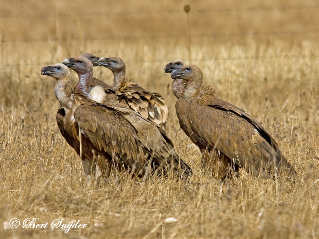 Griffon Vulture Birding Portugal