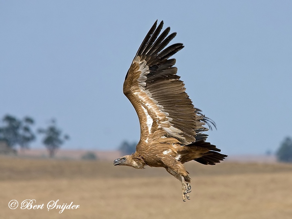 Griffon Vulture Birding Portugal