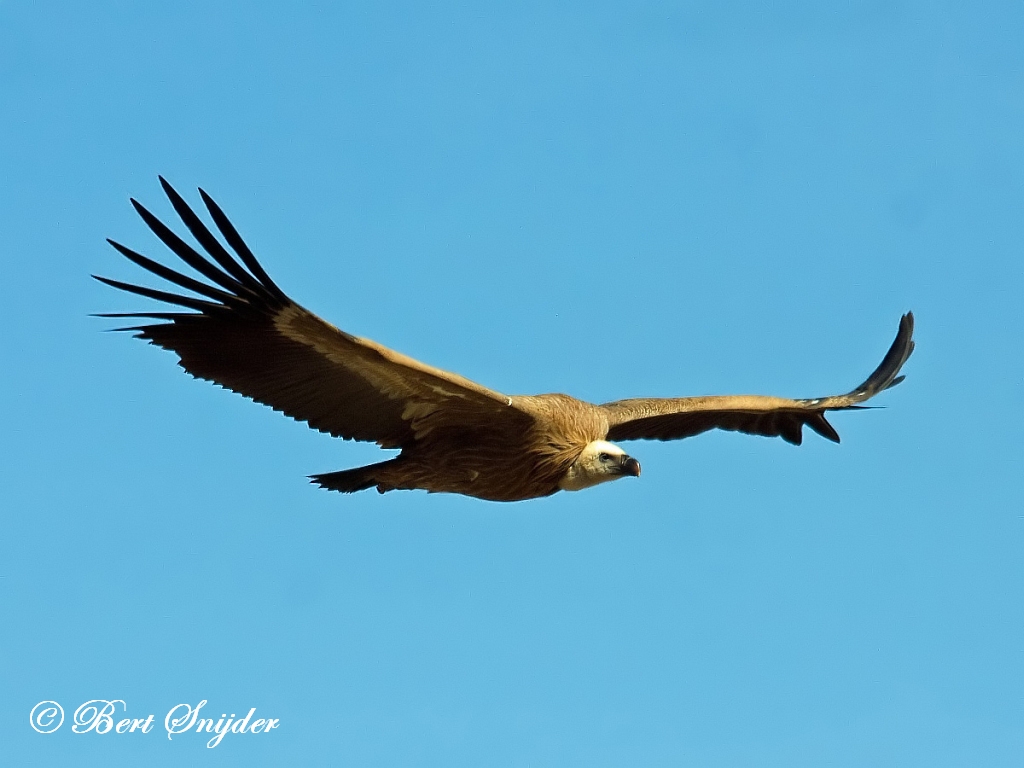 Griffon Vulture Birding Portugal