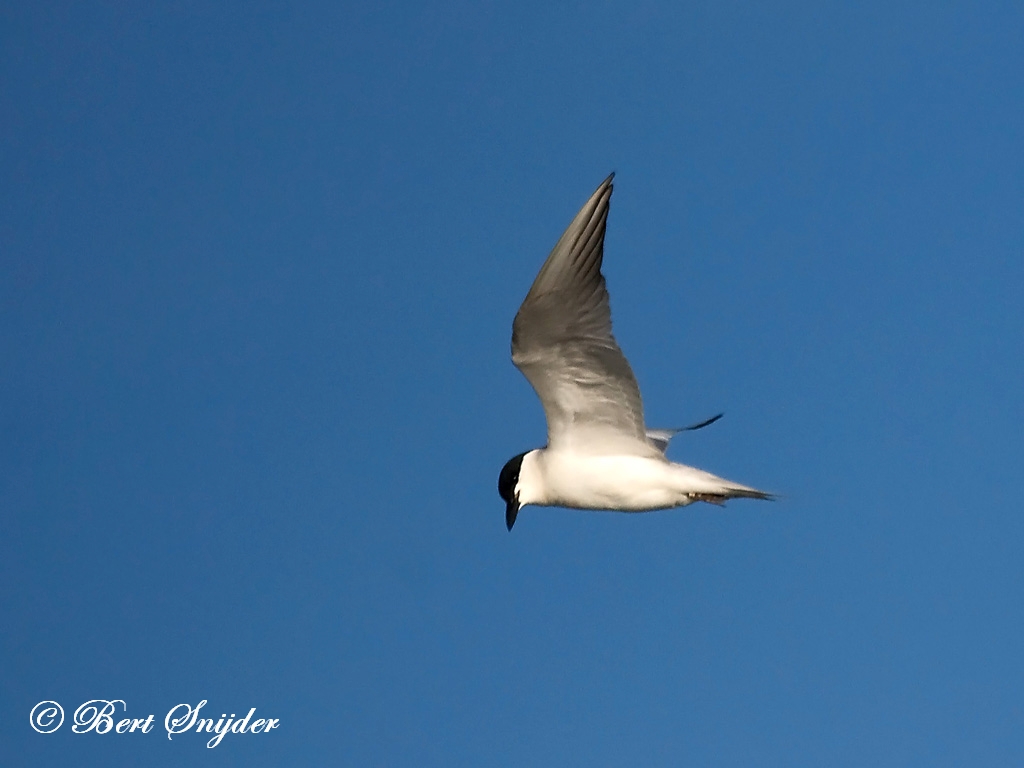 Gull-billed Tern Birding Portugal