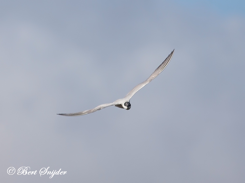 Gull-billed Tern Birding Portugal