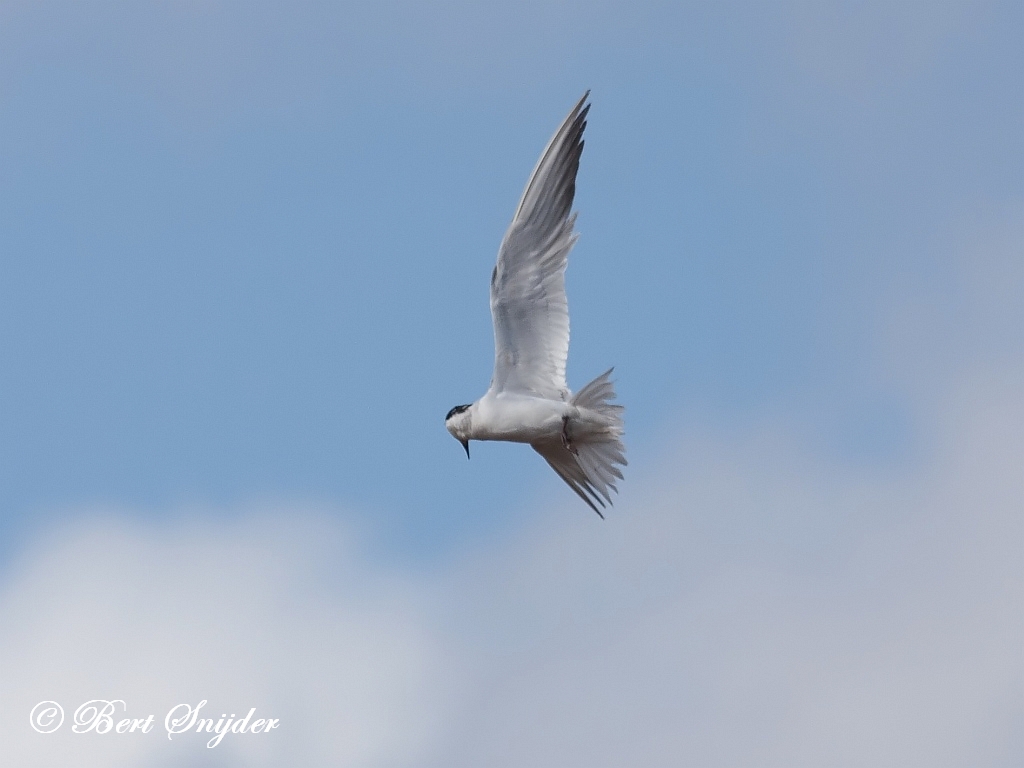 Gull-billed Tern Birding Portugal