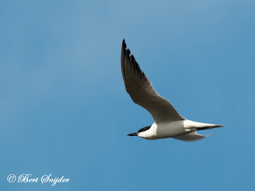 Gull-billed Tern Birding Portugal