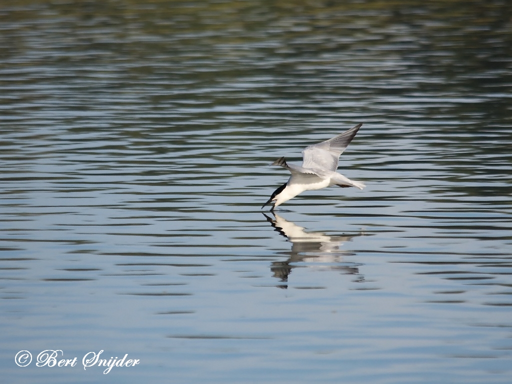 Gull-billed Tern Birding Portugal