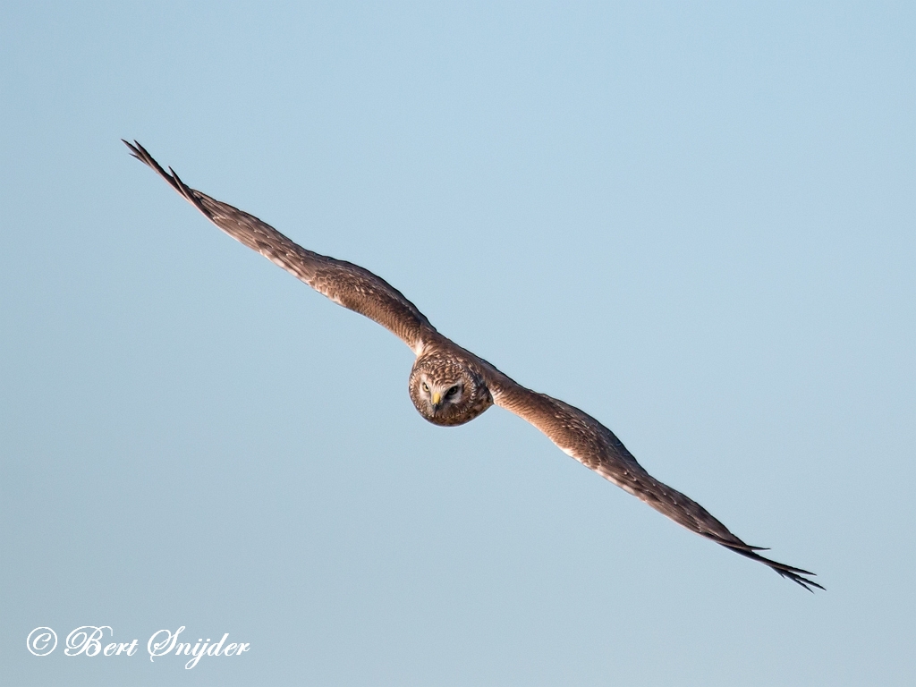 Hen Harrier Birding Portugal