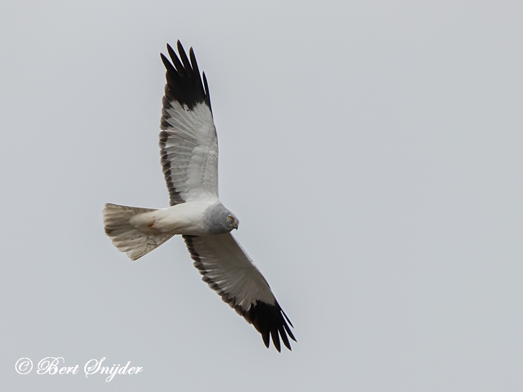 Hen Harrier Bird Hide BSP2 Portugal