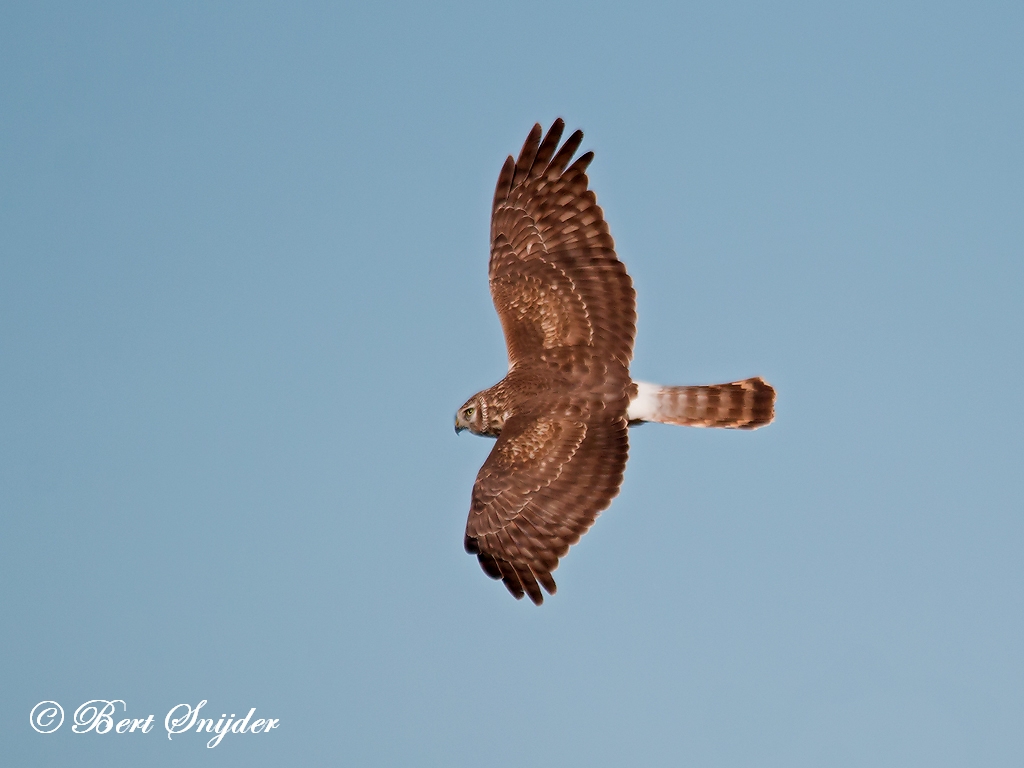 Hen Harrier Birding Portugal