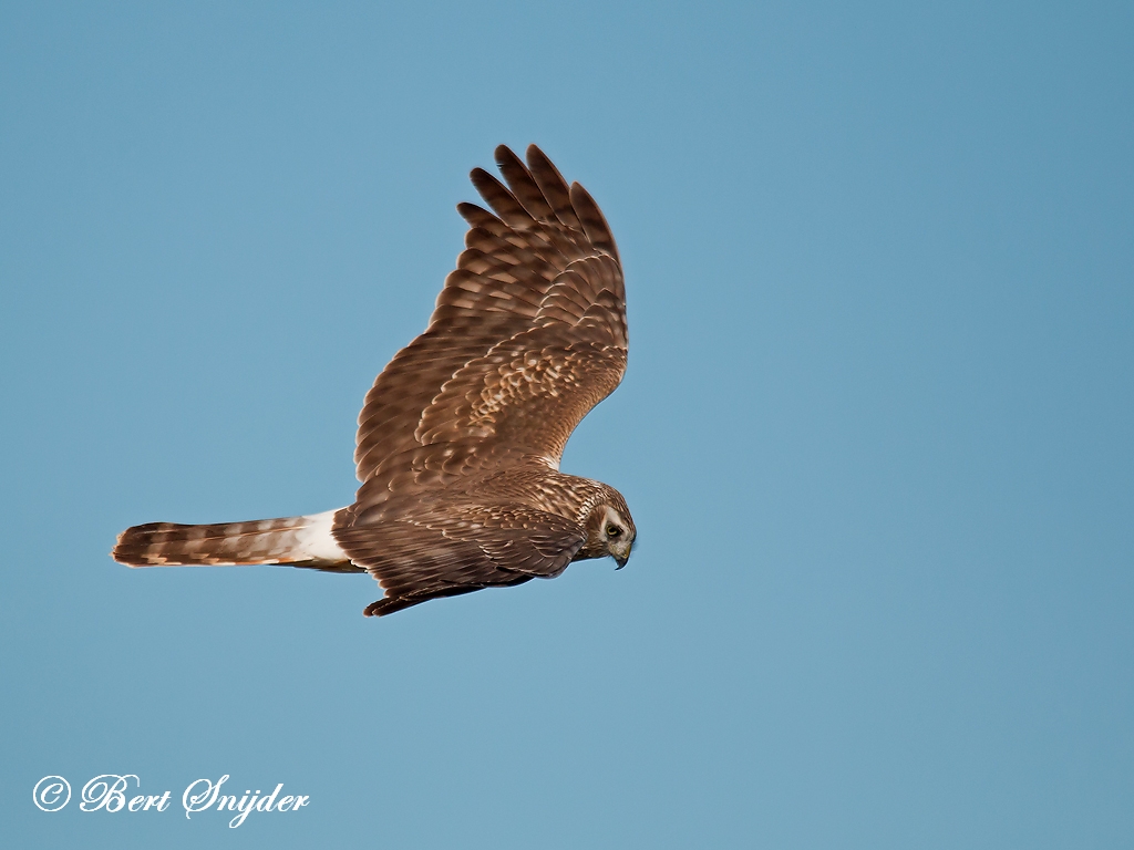 Hen Harrier Birding Portugal