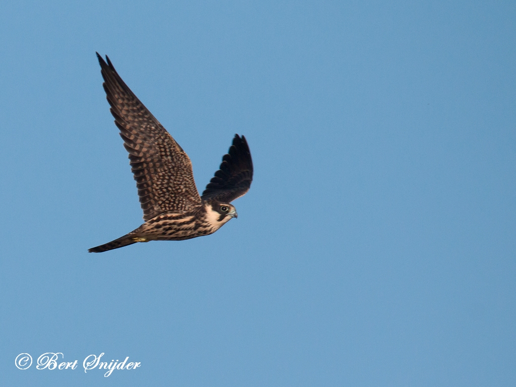 Hobby Birding Portugal