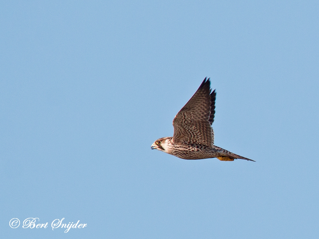 Hobby Birding Portugal