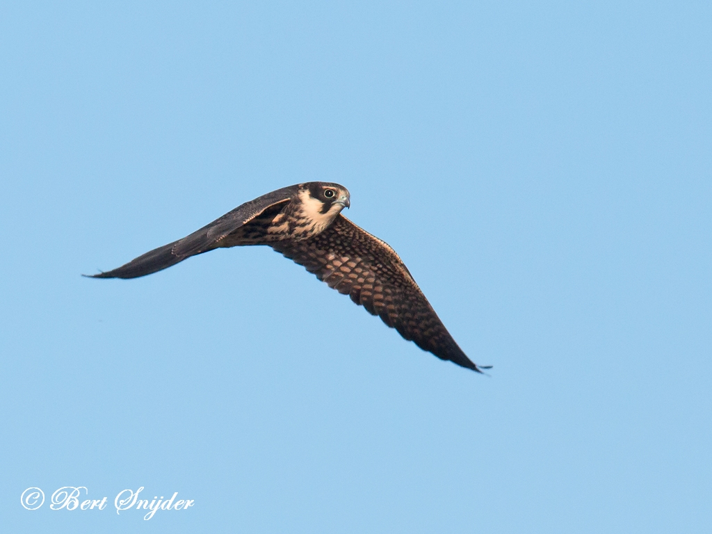 Hobby Birding Portugal