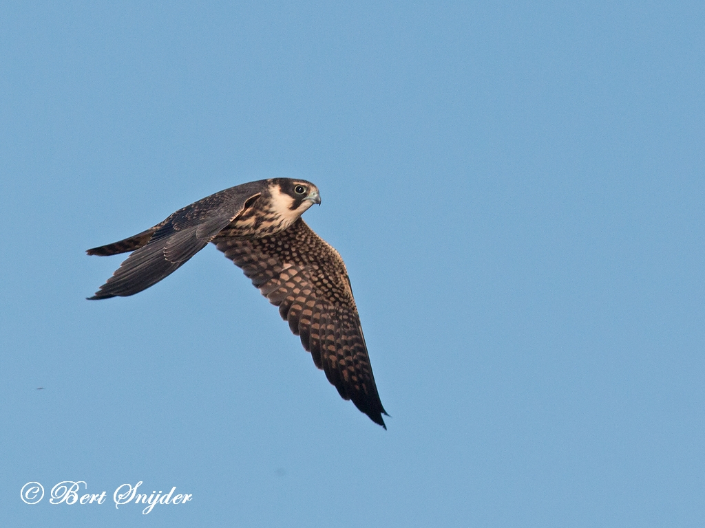 Hobby Birding Portugal