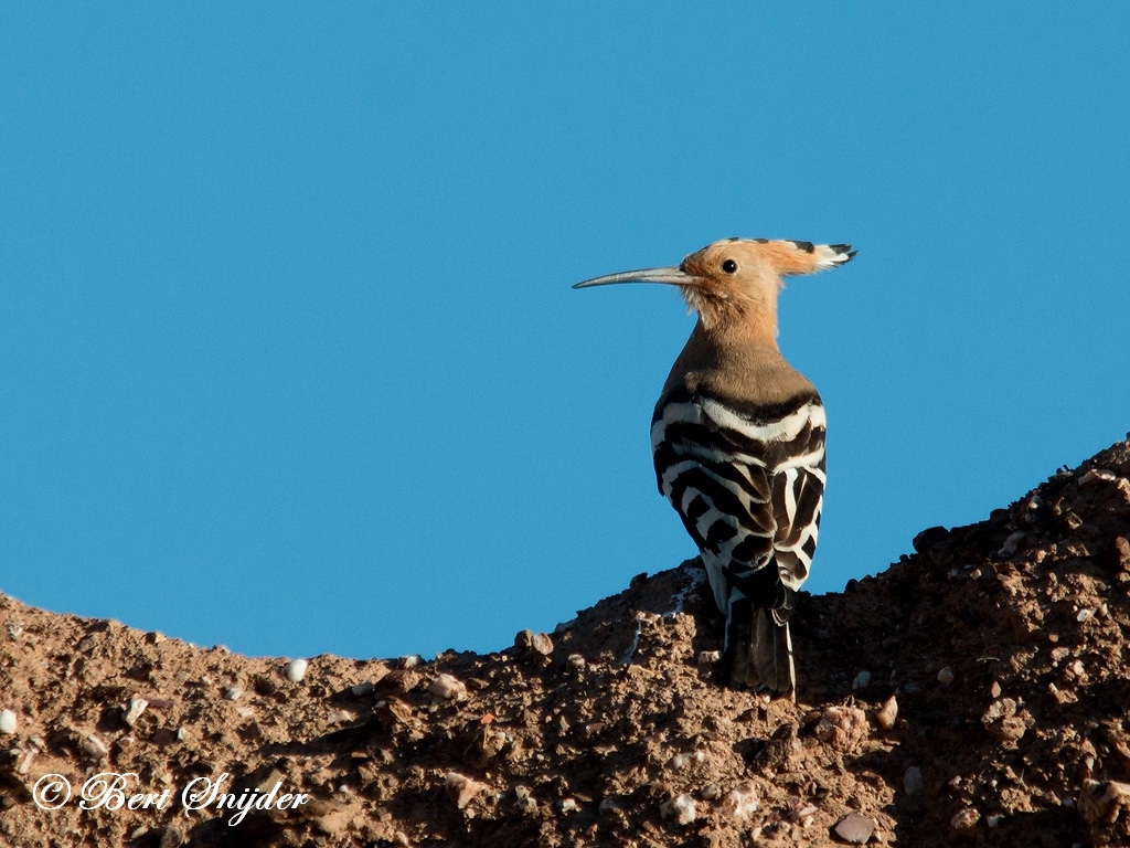 Hoopoe Birding Portugal