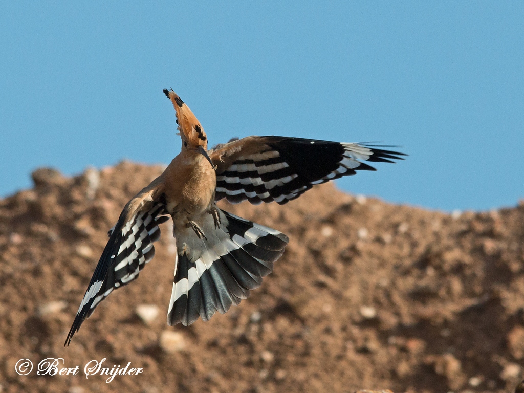 Hoopoe Birding Portugal