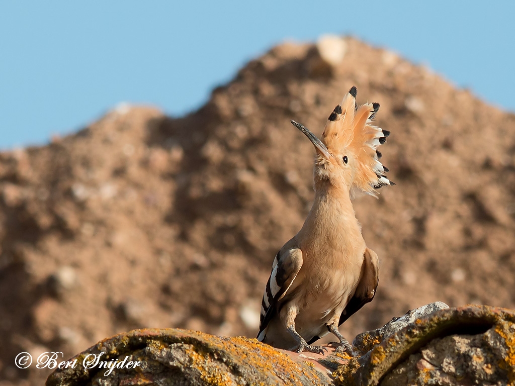 Birding Portugal Hoopoe Bird Watching Alentejo Birding in Portugal