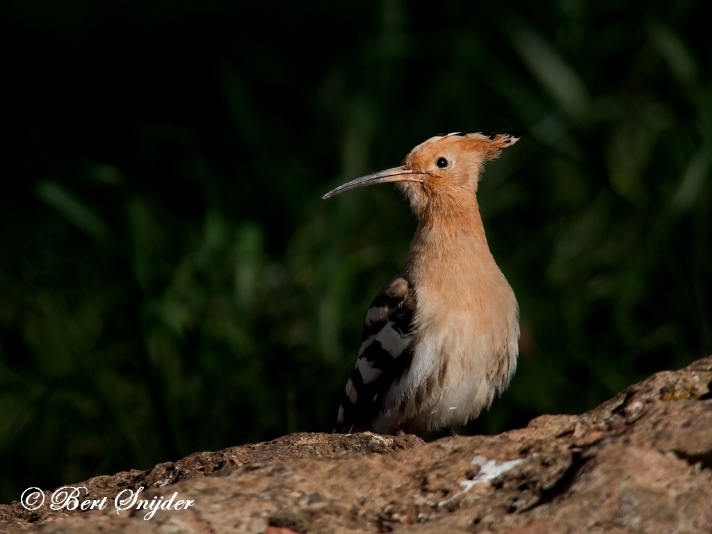 Hoopoe Birding Portugal