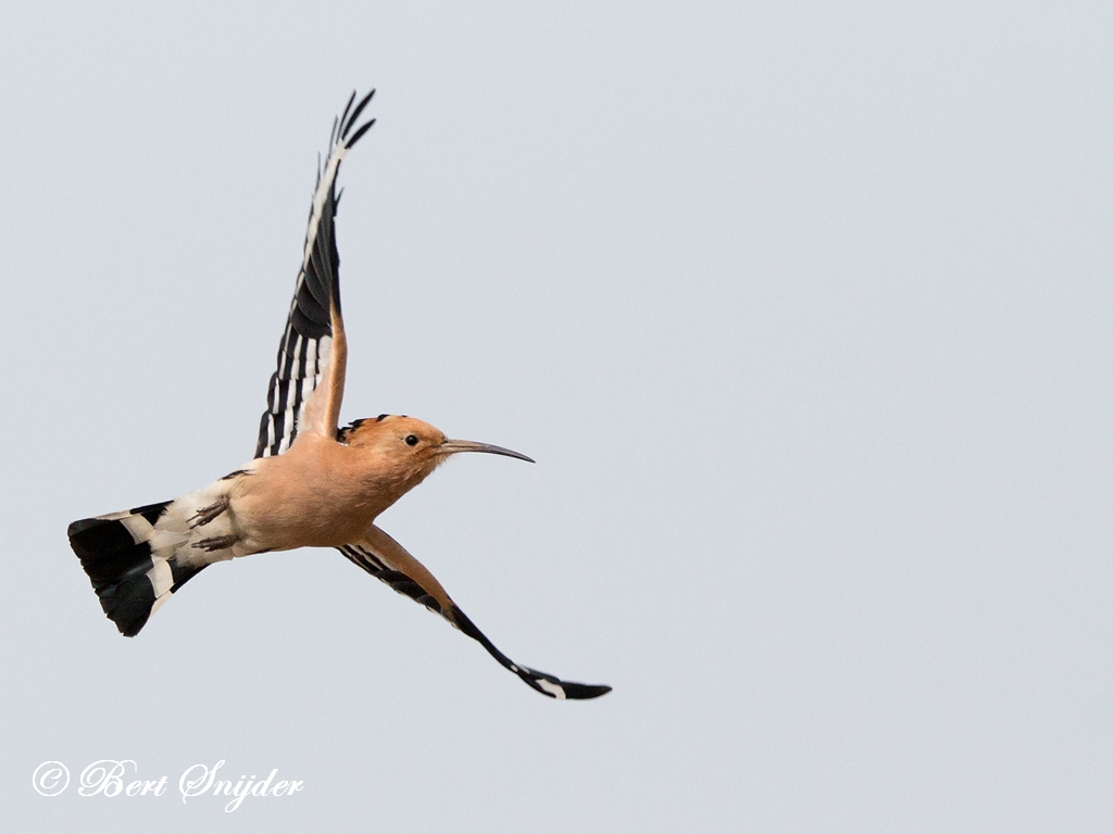 Hoopoe Birding Portugal