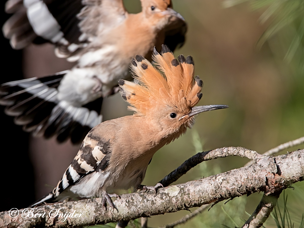 Hoopoe Birding Portugal