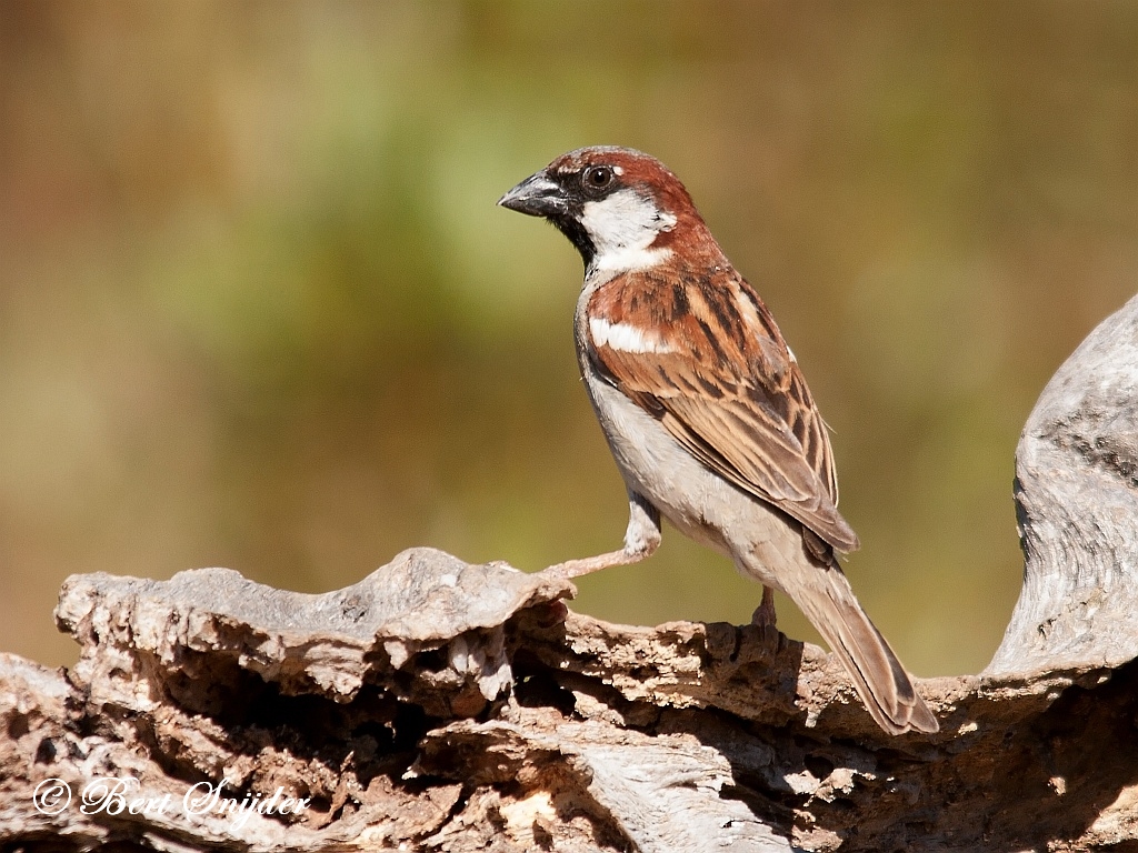 House Sparrow Birding Portugal