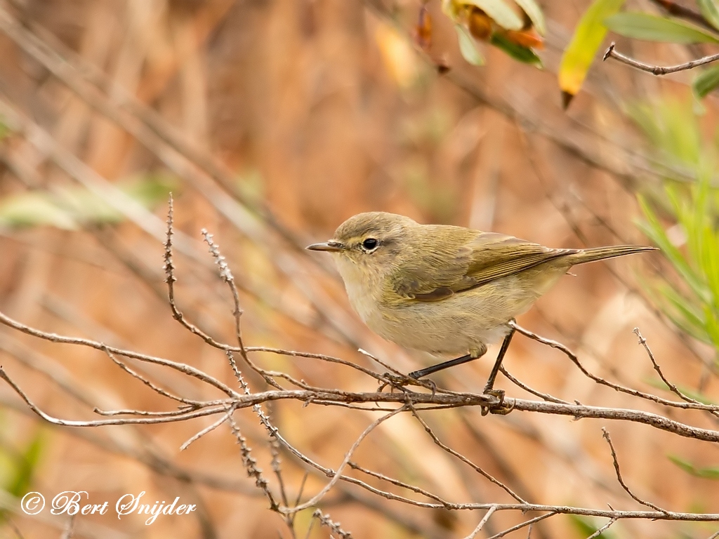 Iberian Chiffchaff Birding Portugal