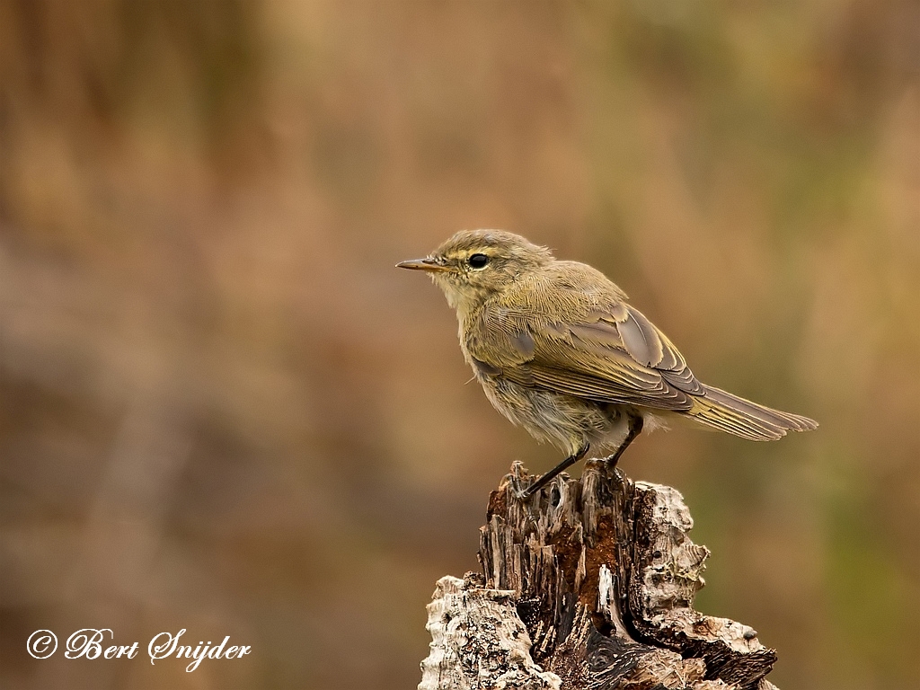 Iberian Chiffchaff Birding Portugal