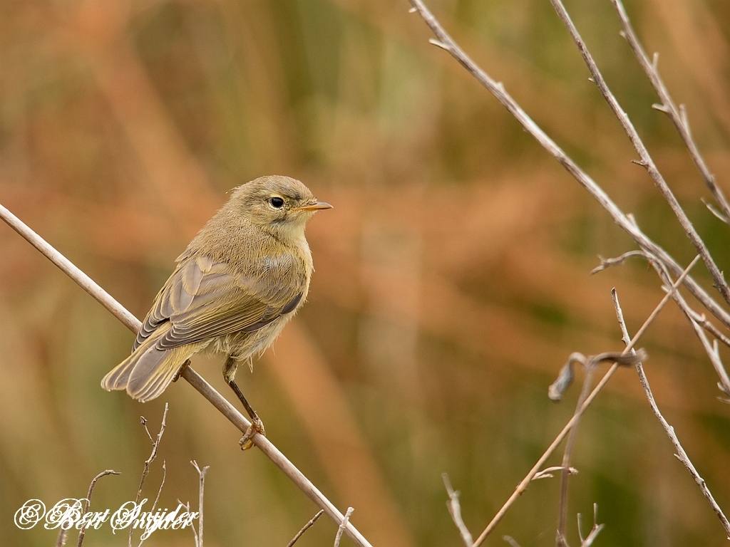 Iberian Chiffchaff Birding Portugal