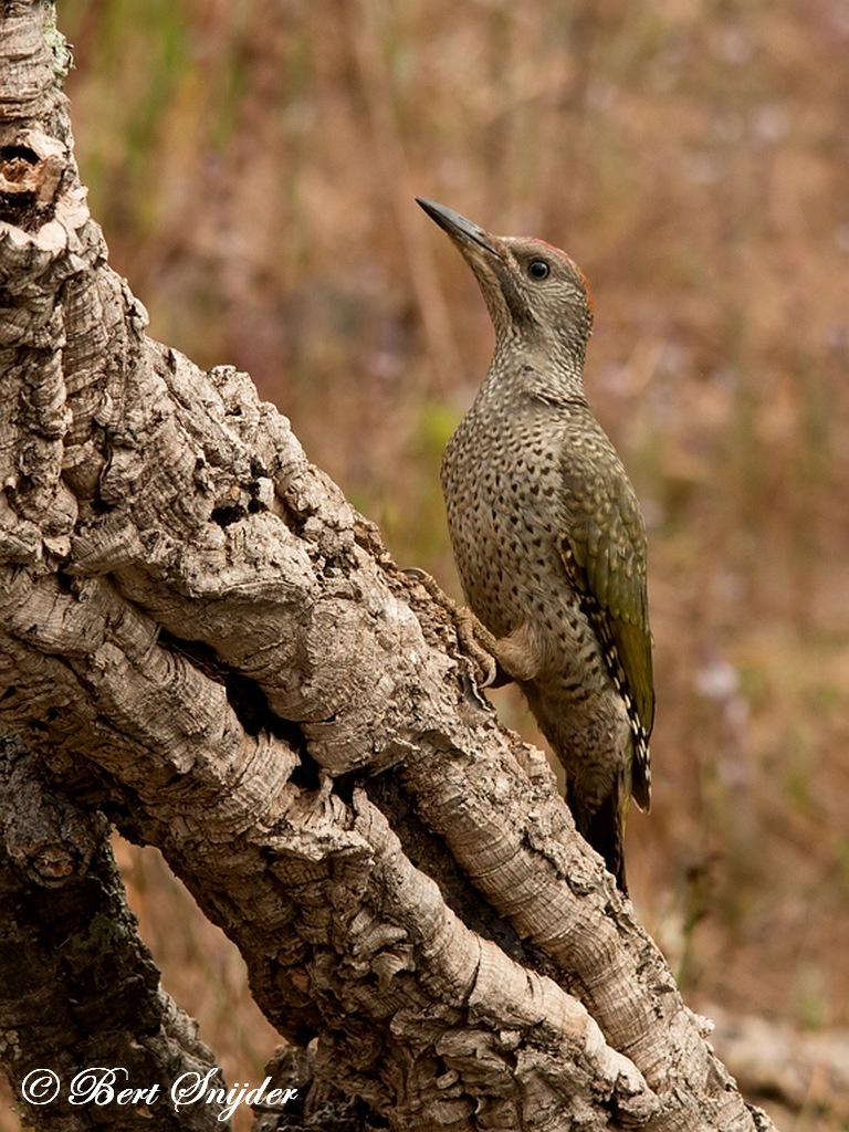 Iberian Green Woodpecker Birding Portugal