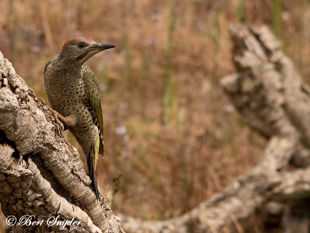 Iberian Green Woodpecker Birding Portugal